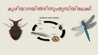 Antlion to dragonfly കുഴിയാനയിൽ നിന്ന് തുമ്പിയിലേക്ക്  kuzhiyana to thumbi [upl. by Angelita980]