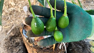 Planting an Avocado tree  Pinkerton Avocado Tree  Dusa Rootstock  Clonal Rootstock [upl. by Redmund]