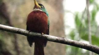 yellowbilled jacamar Galbula albirostris Mitu Vaupes Amazonian birds [upl. by Gavette636]