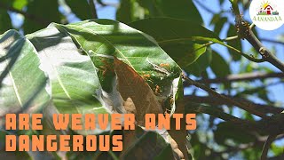 The amazing lives of Weaver ants in my Permaculture garden [upl. by Cutcheon]