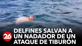 Delfines salvan a nadador de un ataque de tiburón [upl. by Esiuqram]