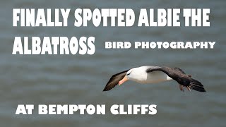 FINALLY PHOTOGRAPHED ALBIE THE BLACK BROWED ALBATROSS BIRD PHOTOGRAPHY [upl. by Iraj625]