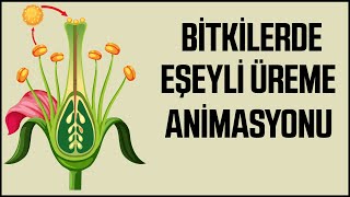 Animasyonlarla Biyoloji  Bitkilerde Eşeyli Üreme [upl. by Bram]