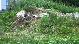 Indian Runner Ducks love ants  Laufenten lieben Ameisen [upl. by Vierno]