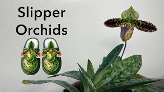 Potting Paphiopedilum Orchid Divisions [upl. by Gusti931]