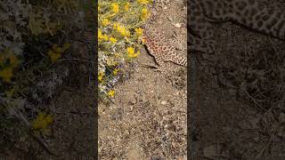 Longnosed Leopard Lizard  2024 Year List [upl. by Celine903]