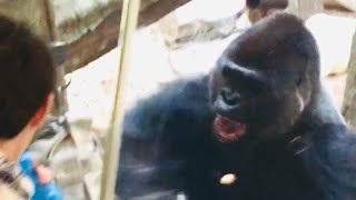 Gorillas Fight at the Zoo [upl. by Munson]