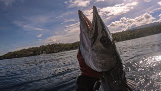 FEARSOME TOOTH BARRACUDA  OLD SPOT QUICK DIVE  SPEARFISHING PHILIPPINES [upl. by Anerrol]