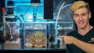 How to set up the ULTIMATE Refugium  Tips amp Tricks [upl. by Eitsyrc130]