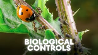 Controlling pests using predatory and parasitoid insects [upl. by Ecnahs]