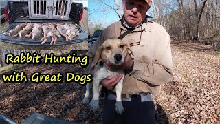 Rabbit hunting with Great DogsHow to rabbit hunt with beagles [upl. by Willy170]