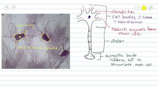 Nervous Tissue [upl. by Forest]