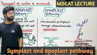 symplast and apoplast pathway  NMDCAT 2021 [upl. by Navets291]