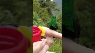 Hand Feeding Hummingbird shorts [upl. by Onihc461]