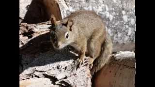 SONIDO DE LA ARDILLA SOUND OF SQUIRREL  carlosmanfacebookxblogspotcom [upl. by Adnuhsat971]