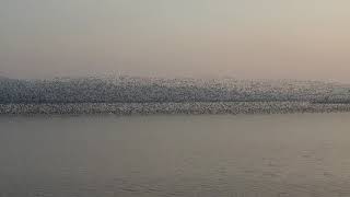 200000 Baikal Teals in Geum Estuary December 2020 [upl. by Nosnhoj118]