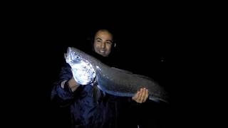 Corvina a Surfcasting Argyrosomus regius Meagre Maigre commun Ombrina de 920 Kg [upl. by Erdnaet]