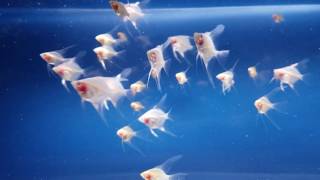 Blushing Platinum Blue Diamond Albino Angelfish [upl. by Targett]