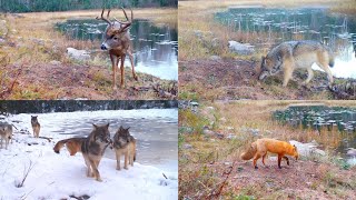 Northwoods wildlife deep in the heart of Voyageurs National Park [upl. by Baram538]