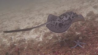 Dive week Myanmar with Smiling Seahorse December 2023 [upl. by Star]