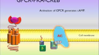 PicScience GPCR PKA CREB [upl. by Eluk729]