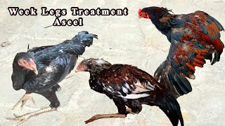 Aseel legs weakness treatment  Aseel ke pairon ki kamjori ka ilaj  Aseel legs problem [upl. by Ikiv687]