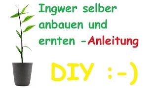 Ingwer Pflanze selber züchten  anbauen – Ingwer vermehren und ernten – DIY Tutorial [upl. by Eeuqram]