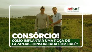 Como Implantar uma Roça de Laranjas Consorciada com Café [upl. by Anazus]