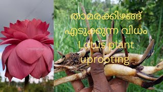 Uprooting lotus tubersതാമരക്കിഴങ്ങ് എടുക്കുന്ന വിധം [upl. by Nadeau667]