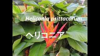 Heliconia psittacorum ヘリコニア 濃いオレンジ色が雨季の緑に映えて美しい [upl. by Killarney403]