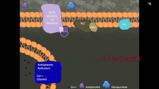 Glycopyrrolate [upl. by Groveman]