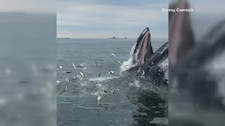 Humpback whale makes quite a splash in Kittery harbor to the delight of onlookers [upl. by Thun266]