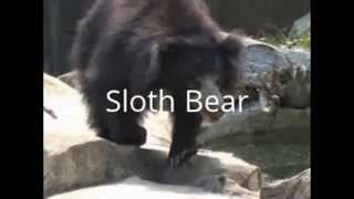 Asiatic Black Bear vs Sloth Bear Who Wins [upl. by Mad]