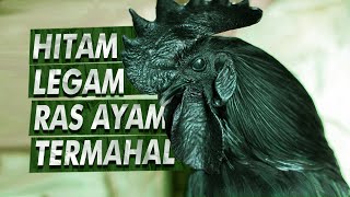 Kenapa Ayam Ini Begitu Hitam  Ayam Cemani [upl. by Joappa]