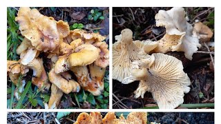 Cantharellus albus amp Cantharellus cibarius amp Cantharellus amethysteus 1 Ottobre 2023 [upl. by Thilde720]