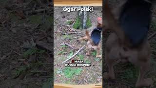 Ogar Polski 🐕 pies rasa psy dog ogar polish hound hounddog owczarek husky doberman dogs [upl. by Eelrebmyk]