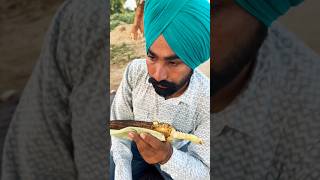 Makki di ਛੱਲੀ losthandsingh ytshorts minivlog trending corn maize [upl. by Atsirk]