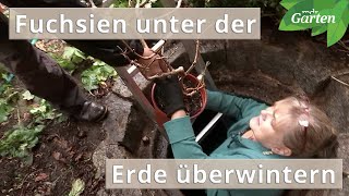 Ein Traumgarten für FuchsienFans  MDR [upl. by Armin]