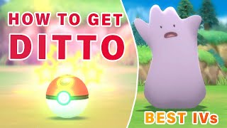 Where to Catch Ditto with BEST IVs ► Pokemon Brilliant Diamond  BDSP [upl. by Estas]