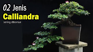 2 Jenis Kaliandra Paling Sering Dibuat Bonsai [upl. by Wendie404]