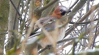 Sojka obecná  The Eurasian jay Garrulus glandarius  ZpěvVoice [upl. by Abercromby]