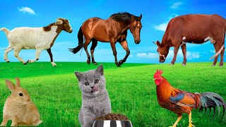 Farm Animal Diets  Rabbits Goats Chickens Cows Cats Horses [upl. by Ihana427]