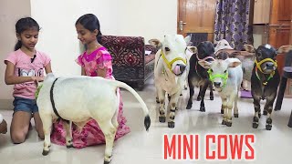 Adorable Mini Cows Visit Our House  They are the Cutest 🥰  Nadipathy Goshala [upl. by Gerda]