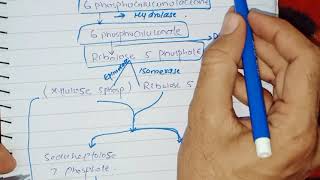 Hexose Monophosphate Shunt and its Biomedical importance [upl. by Ardnuahc]