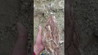 Digging For Petrified Wood in the Owyhee Desert [upl. by Runck]