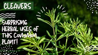 Cleavers Herb Surprising herbal benefits of this common plant [upl. by Aliam]