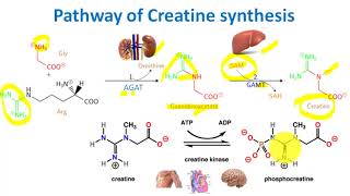 Creatine Biosynthesis and its significance Metabolic interrelation between kidney liver and Muscle [upl. by Notgnirrab]