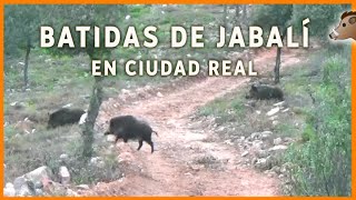 Batidas de Jabalí 💥🐗  Espectacular Videos de Caza en España [upl. by Gaven]