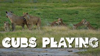 5 Baby Lion Cubs Playing Why Go On a Kenyan Safari [upl. by Graaf]