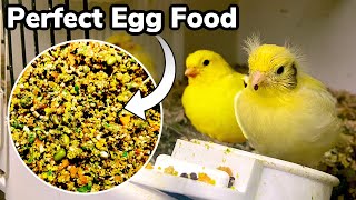 How to make the PERFECT Breeding amp Rearing egg food for Birds  Finches amp Canaries [upl. by Nanoc549]